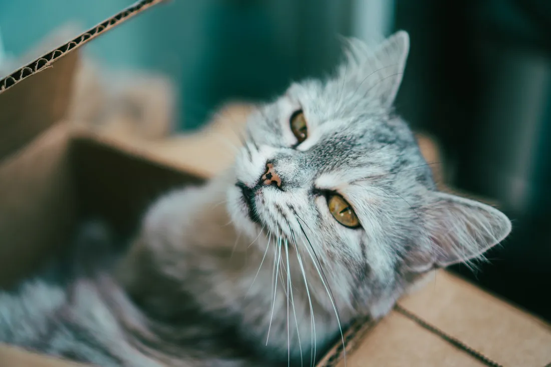 Katze liegt entspannt in einem Umzugskarton